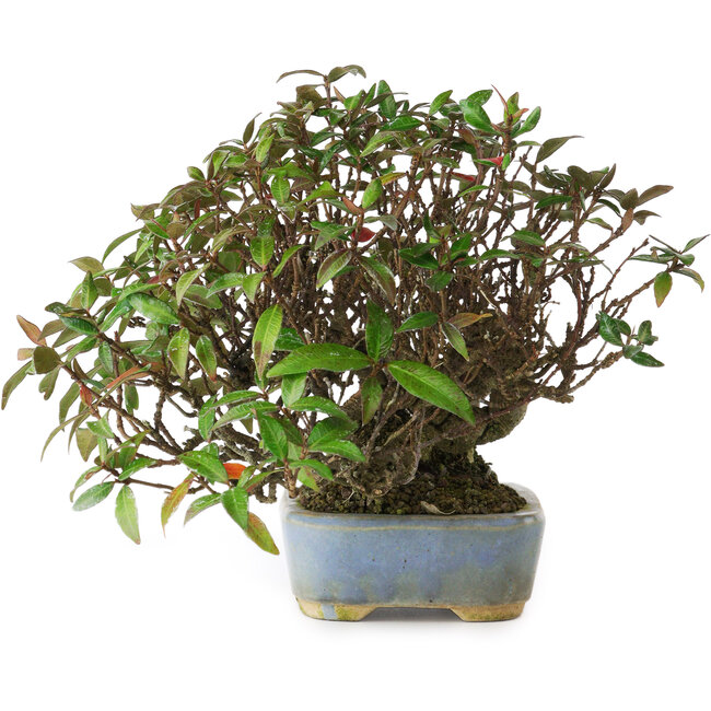 Trachelospermum asiaticum, 15 cm, ± 25 years old, photographed in autumn colours (October 20)