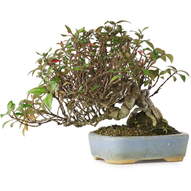 Trachelospermum asiaticum, 15 cm, ± 25 Jahre alt, fotografiert in Herbstfarben (20. Oktober)