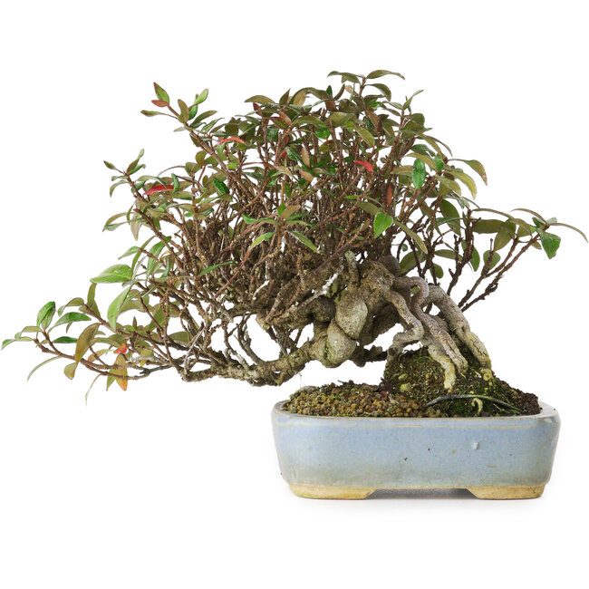 Trachelospermum asiaticum, 15 cm, ± 25 ans, photographié aux couleurs d'automne (20 octobre)