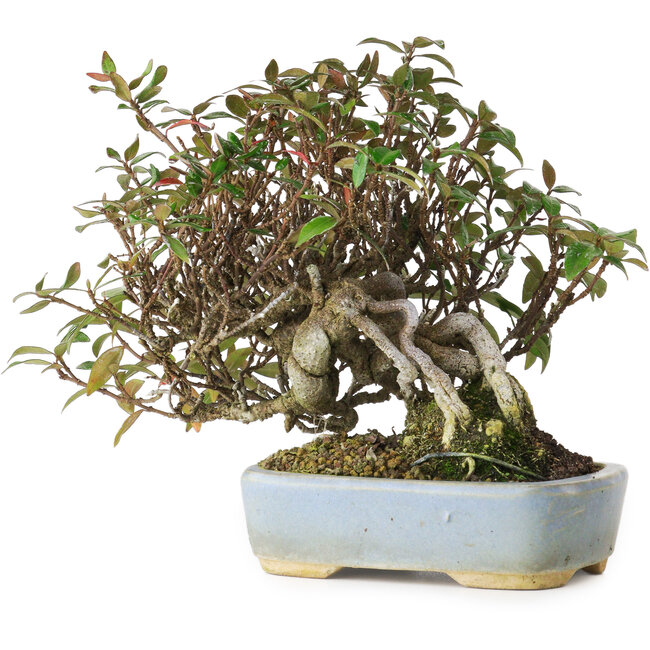 Trachelospermum asiaticum, 15 cm, ± 25 jaar oud, gefotografeerd in herfstkleuren (20 oktober)