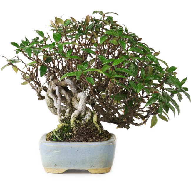 Trachelospermum asiaticum, 15 cm, ± 25 anni, fotografato nei colori autunnali (20 ottobre)