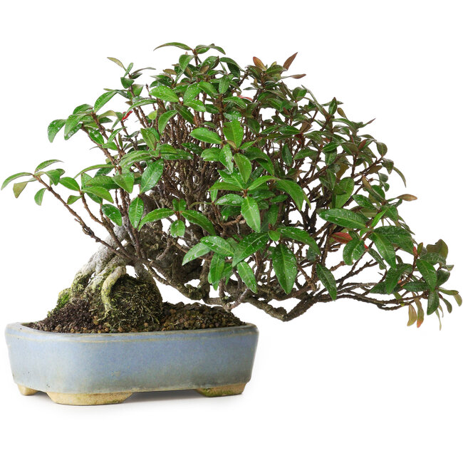 Trachelospermum asiaticum, 15 cm, ± 25 ans, photographié aux couleurs d'automne (20 octobre)