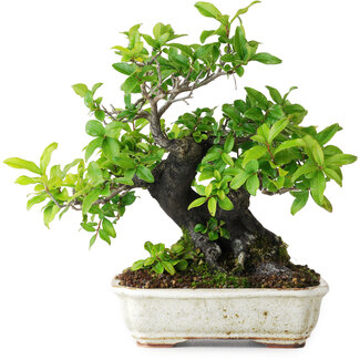 Diospyros kaki, 22 cm, ± 25 years old