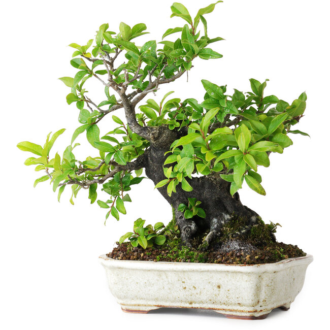 Diospyros kaki, 22 cm, ± 25 jaar oud, gefotografeerd in herfstkleuren (20 oktober)