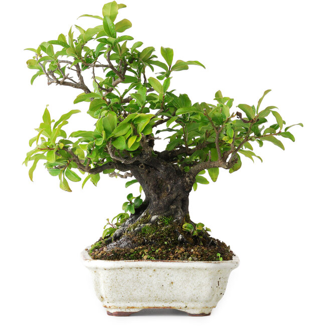 Diospyros kaki, 22 cm, ± 25 jaar oud, gefotografeerd in herfstkleuren (20 oktober)