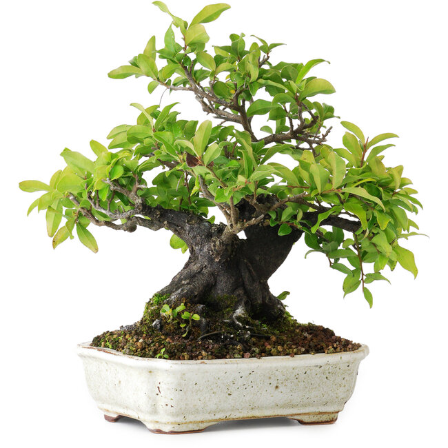 Diospyros kaki, 22 cm, ± 25 jaar oud, gefotografeerd in herfstkleuren (20 oktober)