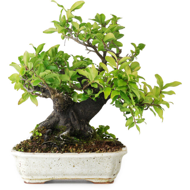 Diospyros kaki, 22 cm, ± 25 jaar oud, gefotografeerd in herfstkleuren (20 oktober)