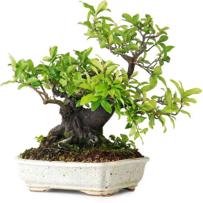 Diospyros kaki, 22 cm, ± 25 jaar oud, gefotografeerd in herfstkleuren (20 oktober)