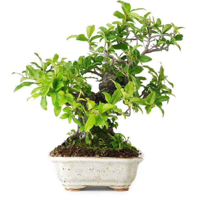 Diospyros kaki, 22 cm, ± 25 Jahre alt, fotografiert in Herbstfarben (20. Oktober)