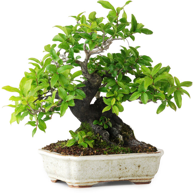 Diospyros kaki, 22 cm, ± 25 años, fotografiado con colores otoñales (20 de octubre)