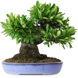 Pyracantha, 21 cm, ± 20 ans