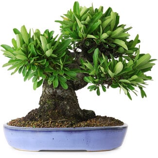 Pyracantha, 21 cm, ± 20 years old