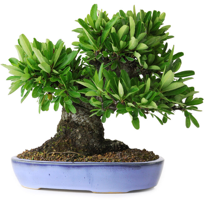 Pyracantha, 21 cm, ± 20 jaar oud, met een nebari van 12 cm, gefotografeerd in herfstkleuren (20 oktober)