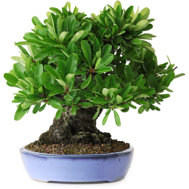 Pyracantha, 21 cm, ± 20 jaar oud, met een nebari van 12 cm, gefotografeerd in herfstkleuren (20 oktober)