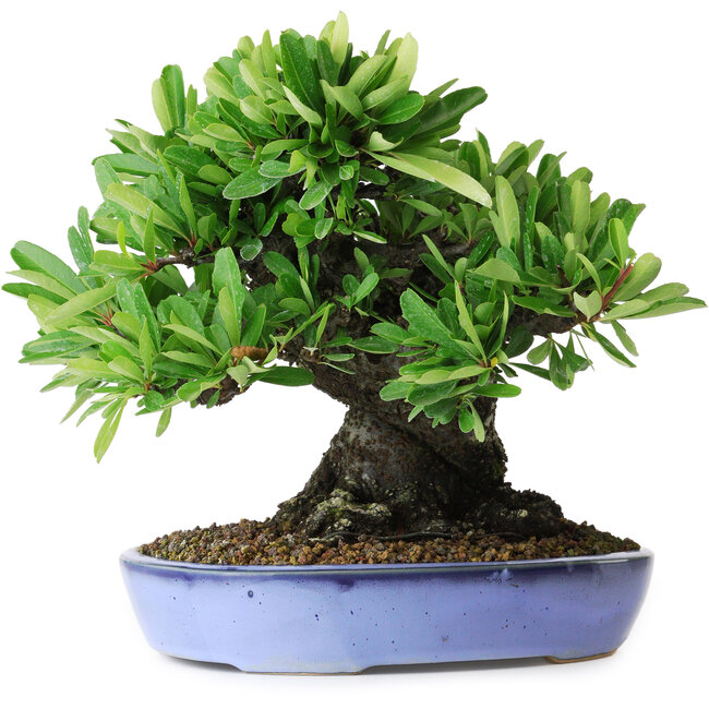 Pyracantha, 21 cm, ± 20 jaar oud, met een nebari van 12 cm, gefotografeerd in herfstkleuren (20 oktober)