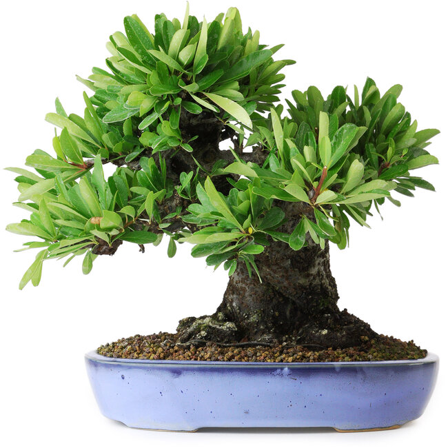 Pyracantha, 21 cm, ± 20 jaar oud, met een nebari van 12 cm, gefotografeerd in herfstkleuren (20 oktober)