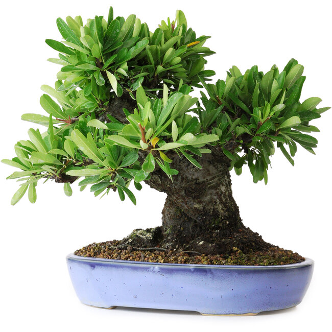 Pyracantha, 21 cm, ± 20 jaar oud, met een nebari van 12 cm, gefotografeerd in herfstkleuren (20 oktober)