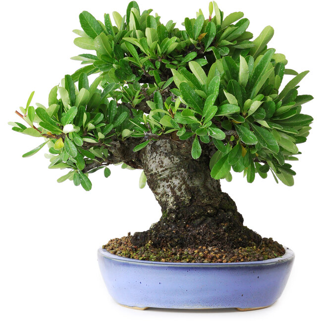 Pyracantha, 21 cm, ± 20 jaar oud, met een nebari van 12 cm, gefotografeerd in herfstkleuren (20 oktober)