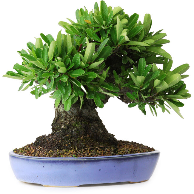 Pyracantha, 21 cm, ± 20 jaar oud, met een nebari van 12 cm, gefotografeerd in herfstkleuren (20 oktober)