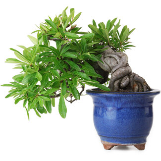 Pyracantha, 19 cm, ± 15 anni