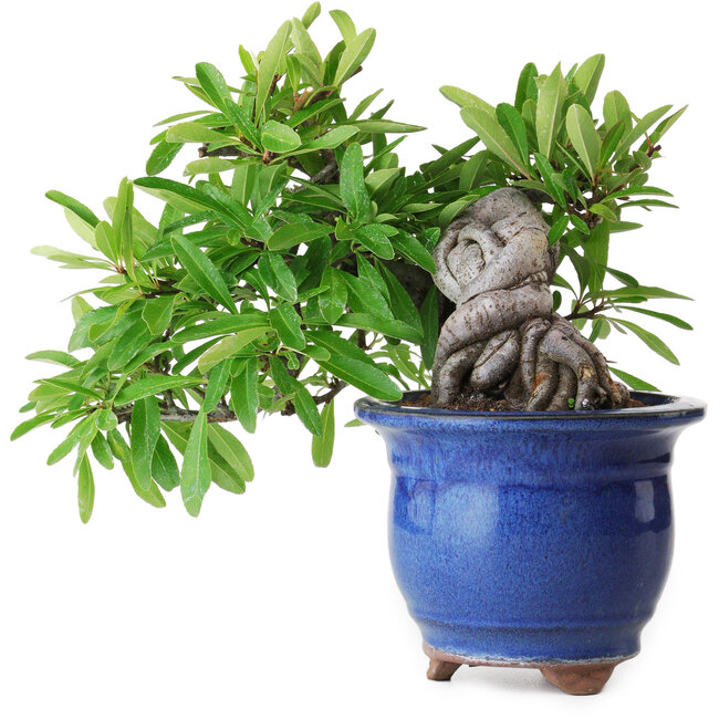 Pyracantha, 19 cm, ± 15 años, fotografiada con colores otoñales (20 de octubre)