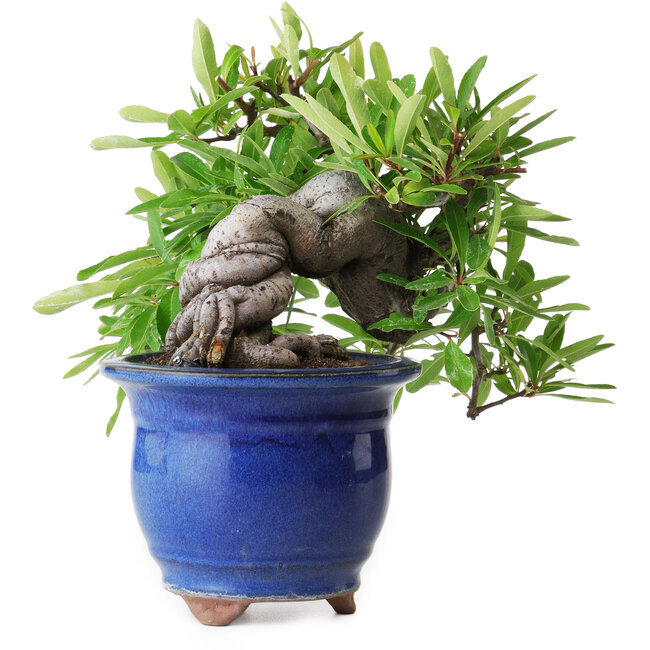 Pyracantha, 19 cm, ± 15 jaar oud, gefotografeerd in herfstkleuren (20 oktober)