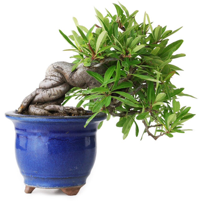 Pyracantha, 19 cm, ± 15 jaar oud, gefotografeerd in herfstkleuren (20 oktober)