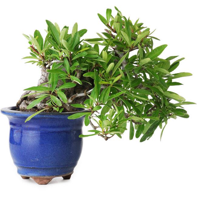 Pyracantha, 19 cm, ± 15 anni, fotografata nei colori autunnali (20 ottobre)