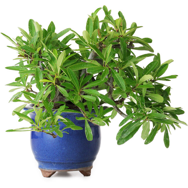 Pyracantha, 19 cm, ± 15 anni, fotografata nei colori autunnali (20 ottobre)