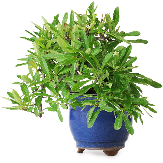 Pyracantha, 19 cm, ± 15 años, fotografiada con colores otoñales (20 de octubre)