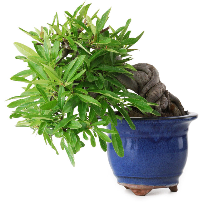 Pyracantha, 19 cm, ± 15 jaar oud, gefotografeerd in herfstkleuren (20 oktober)