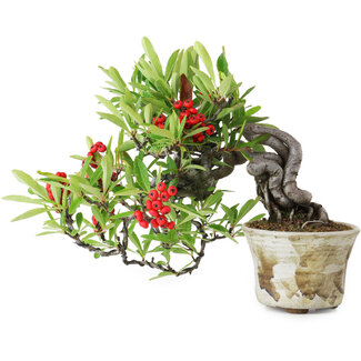 Pyracantha, 20,5 cm, ± 20 anni