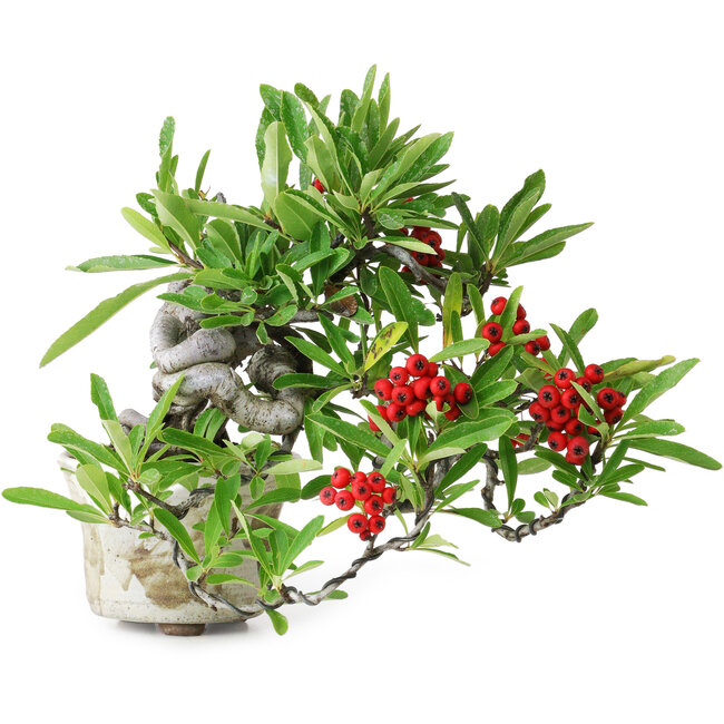 Pyracantha, 20,5 cm, ± 20 jaar oud, in een handgemaakte Japanse pot, gefotografeerd in herfstkleuren (20 oktober)
