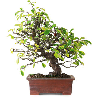 Pseudocydonia sinensis, 38,5 cm, ± 25 jaar oud