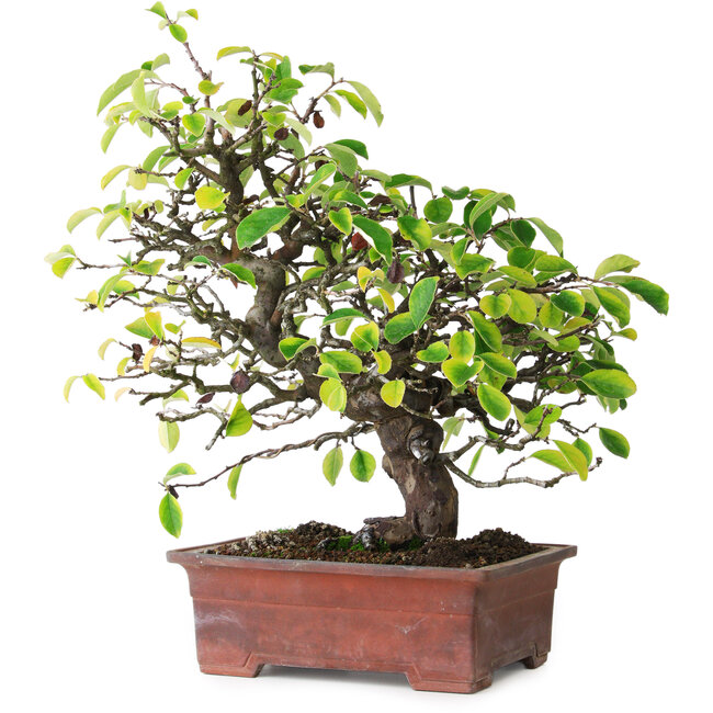 Pseudocydonia sinensis, 38,5 cm, ± 25 years old, photographed in autumn colours (October 20)