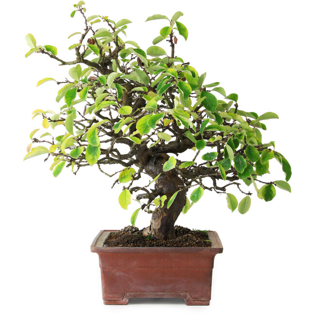 Pseudocydonia sinensis, 38,5 cm, ± 25 anni, fotografata nei colori autunnali (20 ottobre)