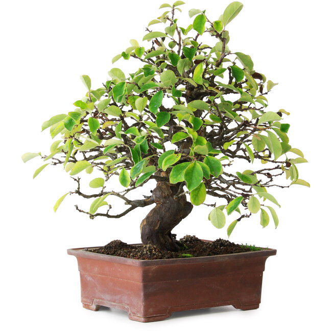 Pseudocydonia sinensis, 38,5 cm, ± 25 Jahre alt, fotografiert in Herbstfarben (20. Oktober)