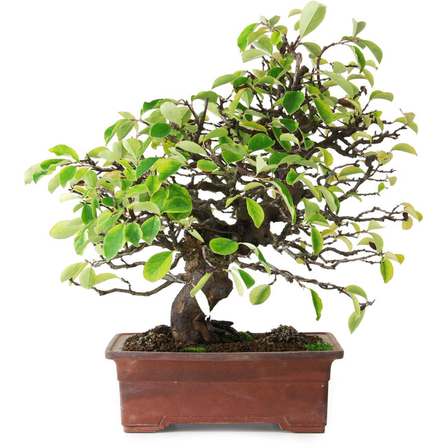 Pseudocydonia sinensis, 38,5 cm, ± 25 anni, fotografata nei colori autunnali (20 ottobre)