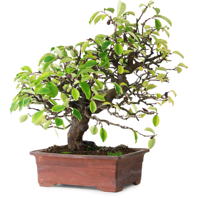 Pseudocydonia sinensis, 38,5 cm, ± 25 ans, photographiée aux couleurs d'automne (20 octobre)