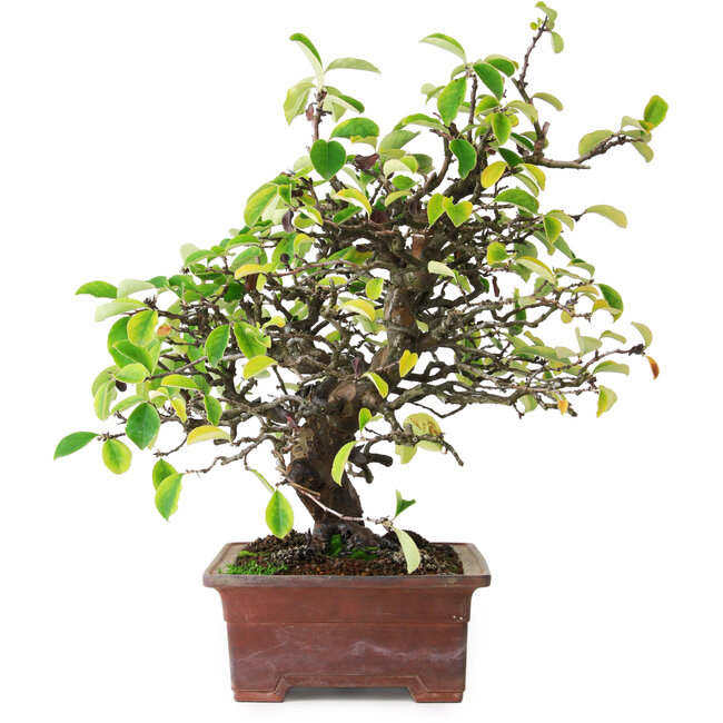 Pseudocydonia sinensis, 38,5 cm, ± 25 Jahre alt, fotografiert in Herbstfarben (20. Oktober)