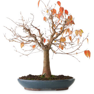 Zelkova serrata, 26,5 cm, ± 40 ans