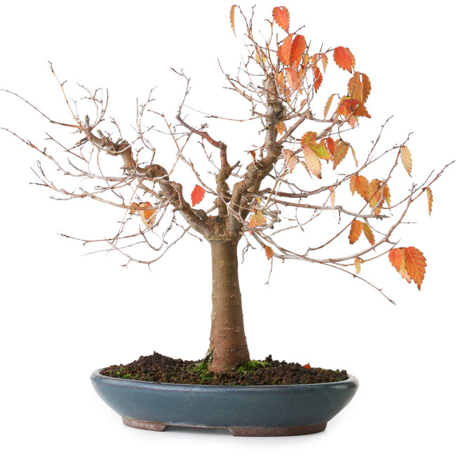 Zelkova serrata, 26,5 cm, ± 40 jaar oud, gefotografeerd in herfstkleuren (20 oktober)