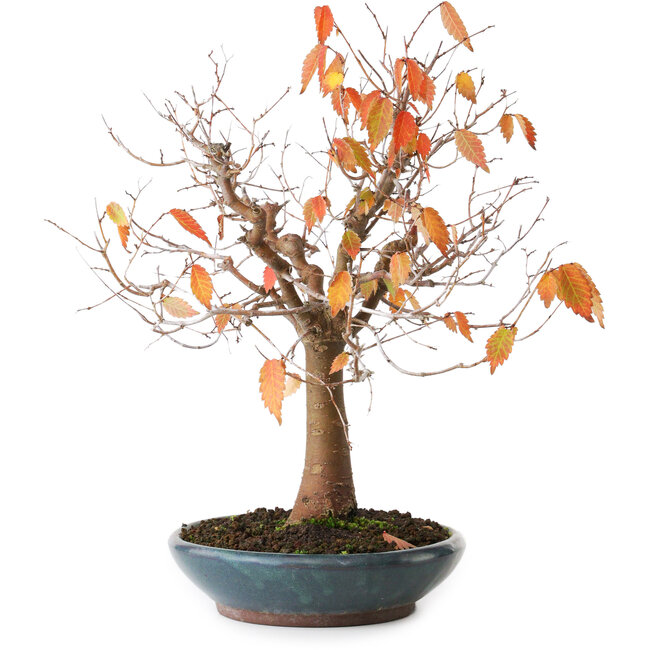 Zelkova serrata, 26,5 cm, ± 40 ans, photographiée aux couleurs d'automne (20 octobre)