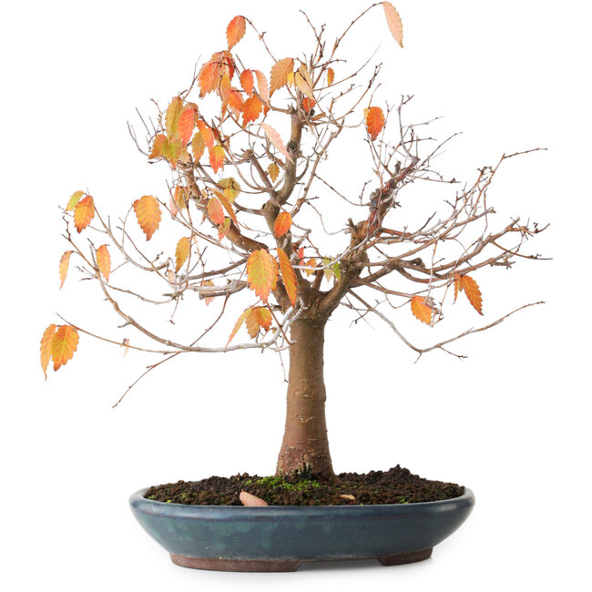 Zelkova serrata, 26,5 cm, ± 40 años, fotografiada con colores otoñales (20 de octubre)