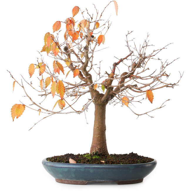 Zelkova serrata, 26,5 cm, ± 40 Jahre alt, fotografiert in Herbstfarben (20. Oktober)