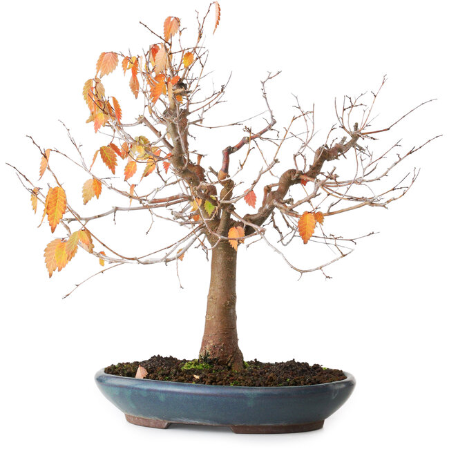 Zelkova serrata, 26,5 cm, ± 40 jaar oud, gefotografeerd in herfstkleuren (20 oktober)