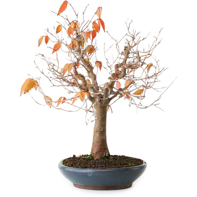 Zelkova serrata, 26,5 cm, ± 40 años, fotografiada con colores otoñales (20 de octubre)