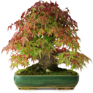 Acer palmatum, 28 cm, ± 40 anni