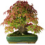 Acer palmatum, 28 cm, ± 40 ans, photographié aux couleurs d'automne (20 octobre)