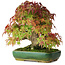 Acer palmatum, 28 cm, ± 40 anni, fotografato nei colori autunnali (20 ottobre)